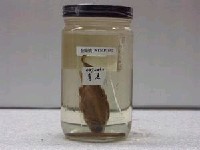 藏品(青魚)的圖片